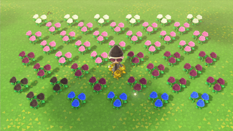 Animal Crossing New Horizons, hybrid flowers, flower proliferation: how does it work?